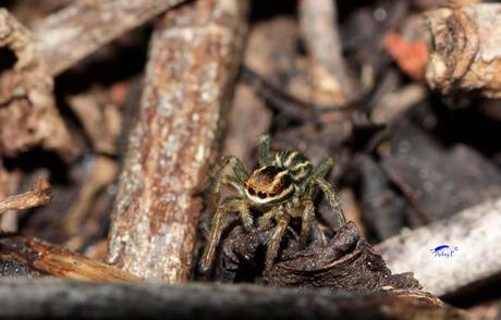 Salticidae Salticidae