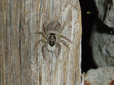 Salticidae Salticidae