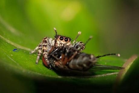 Salticidae Salticidae