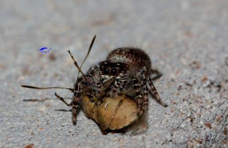 Salticidae Salticidae