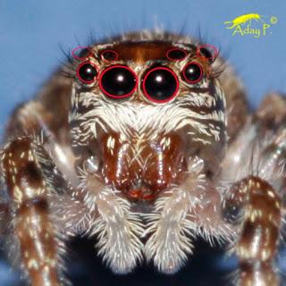 Salticidae Salticidae