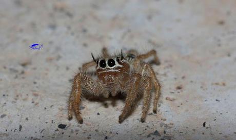 Salticidae Salticidae