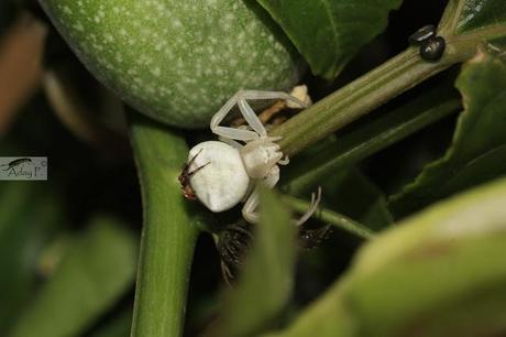 Thomisidae Thomisidae