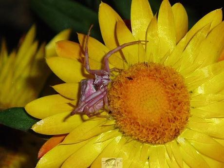 Thomisidae Thomisidae