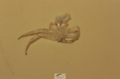 Thomisidae Thomisidae