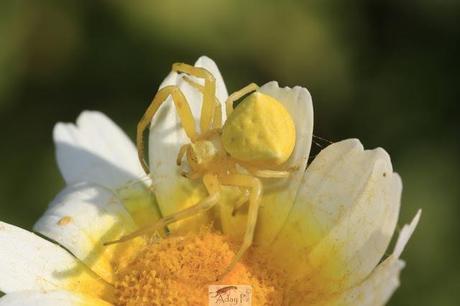 Thomisidae Thomisidae