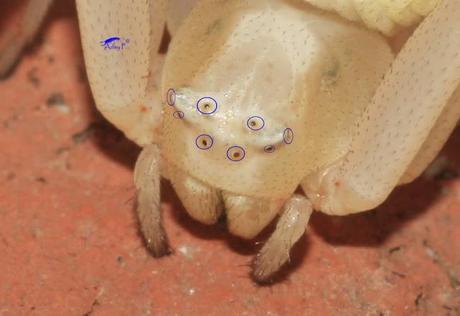 Thomisidae Thomisidae