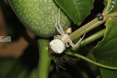 Thomisidae Thomisidae