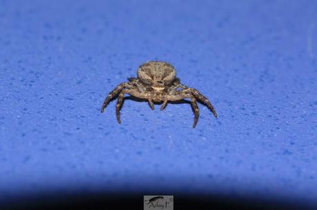Thomisidae Thomisidae
