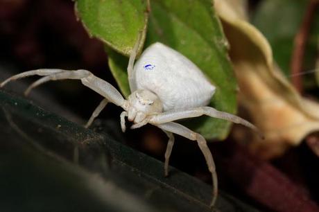 Thomisidae Thomisidae