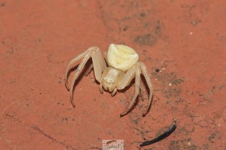 Thomisidae Thomisidae