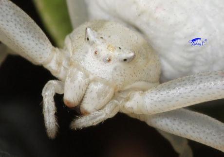 Thomisidae Thomisidae
