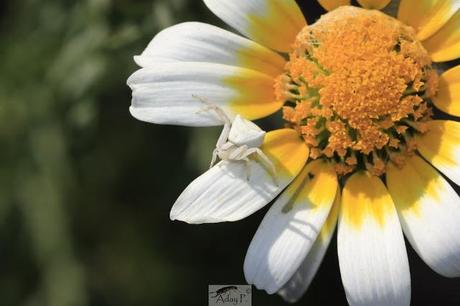 Thomisidae Thomisidae