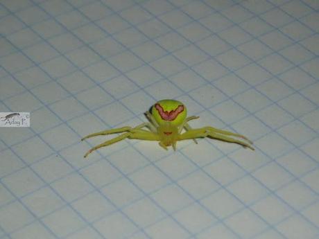 Thomisidae Thomisidae