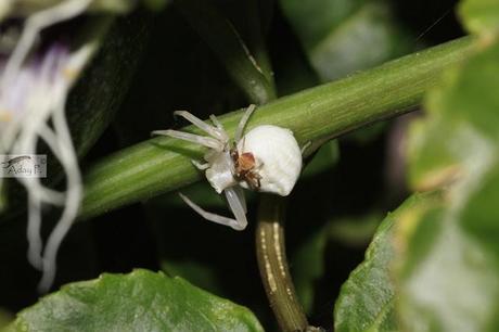 Thomisidae Thomisidae