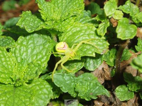 Thomisidae Thomisidae