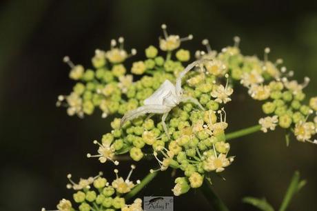 Thomisidae Thomisidae