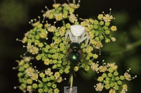 Thomisidae Thomisidae