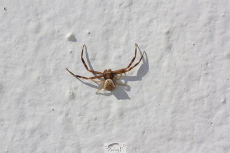 Thomisidae Thomisidae