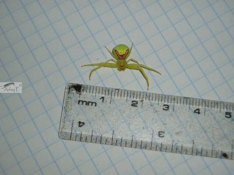 Thomisidae Thomisidae