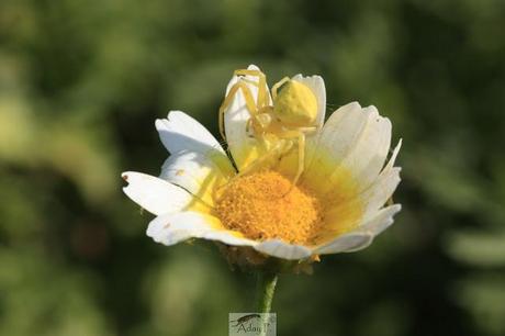 Thomisidae Thomisidae