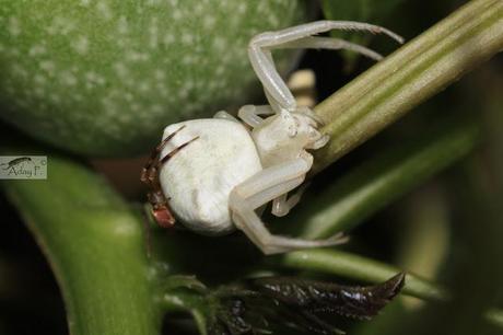 Thomisidae Thomisidae