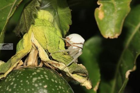 Thomisidae Thomisidae