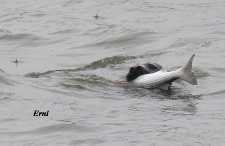 EL MACABRO BAILE DE LA FOCA EL MACABRO BAILE DE LA FOCA