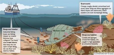 Salvar el fondo de los mares.