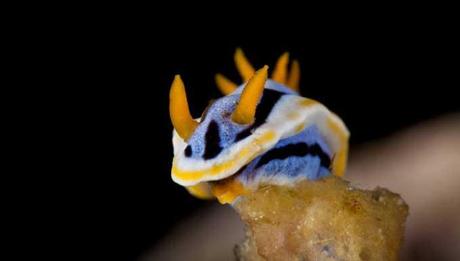 nudibranquio de Anilao, Filipinas