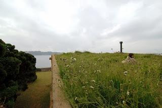 Un jardín de flores silvestres sobre el tejado