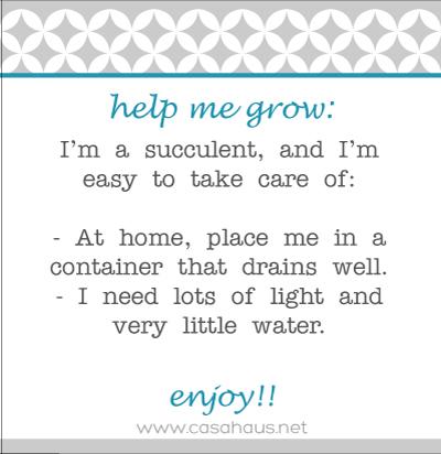 Hazlo tú mismo: Suculentas para baby shower succulent-care-casahaus
