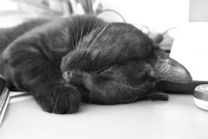 Ya tenía yo ganas de subir una foto de un gato al blog. (Foto: Pedro Dias)