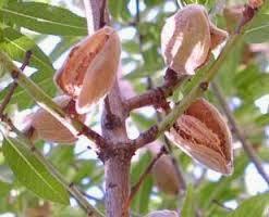 ¿Porqué florecen los almendros tan temprano? ¿Porqué florecen los almendros tan temprano?