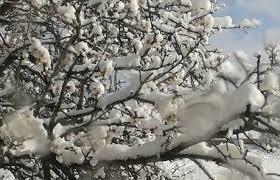 ¿Porqué florecen los almendros tan temprano? ¿Porqué florecen los almendros tan temprano?