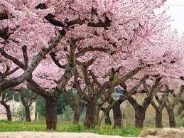 ¿Porqué florecen los almendros tan temprano? ¿Porqué florecen los almendros tan temprano?