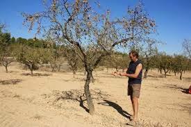¿Porqué florecen los almendros tan temprano? ¿Porqué florecen los almendros tan temprano?