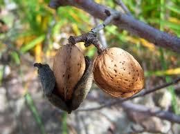 ¿Porqué florecen los almendros tan temprano? ¿Porqué florecen los almendros tan temprano?