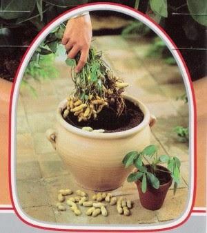 Cultiva cacahuetes en una maceta de tu casa Cultiva cacahuetes en una maceta de tu casa