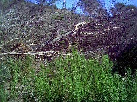 Ciclogénesis explosiva en la ladera del Pico del Aguila