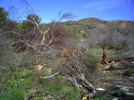 Ciclogénesis explosiva en la ladera del Pico del Aguila