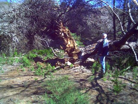 Ciclogénesis explosiva en la ladera del Pico del Aguila