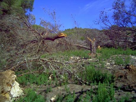 Ciclogénesis explosiva en la ladera del Pico del Aguila