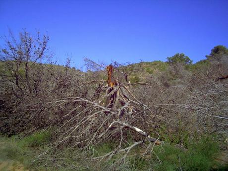 Ciclogénesis explosiva en la ladera del Pico del Aguila