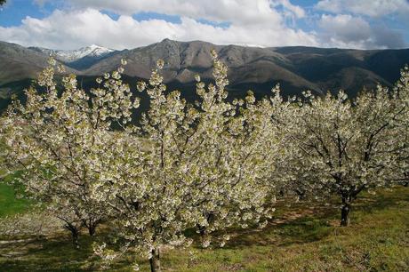 Primavera y Cerezo en Flor 2014 Valle del Jerte Primavera y Cerezo en Flor 2014 Valle del Jerte