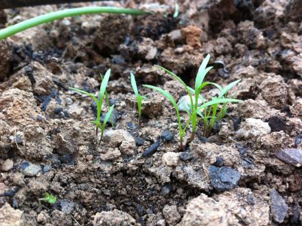 Zanahorias germinando