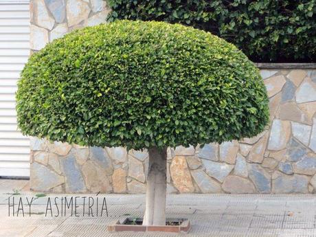 Píldoras con fotos. asimetria