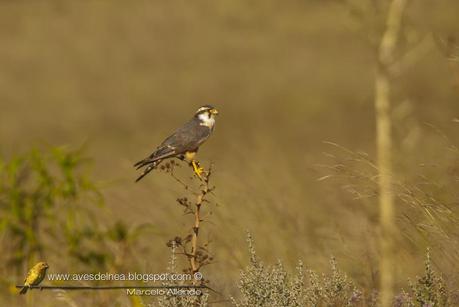 Halcón plomizo (Aplomado Falcon) Falco femoralis