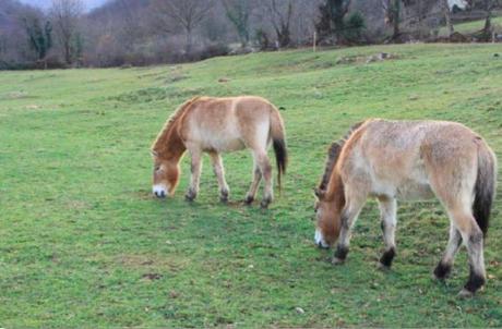 El Parque de la Prehistoria de Teverga da la bienvenida a los caballos Przewalski