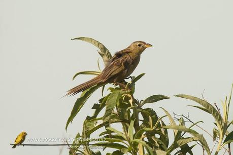 Coludo grande (Wedge-tailed grass-finch) Emberizoides herbicola